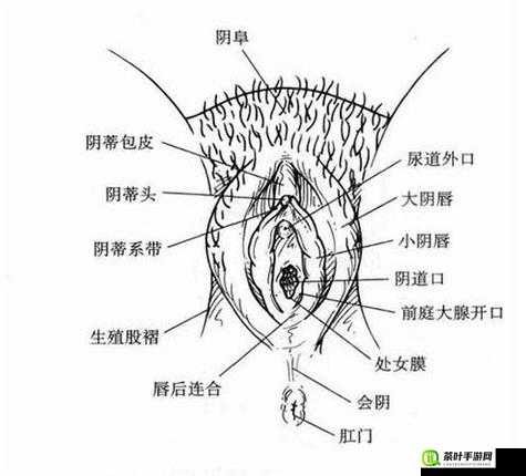 女人大荫蒂毛耸耸被扒开的震撼场景