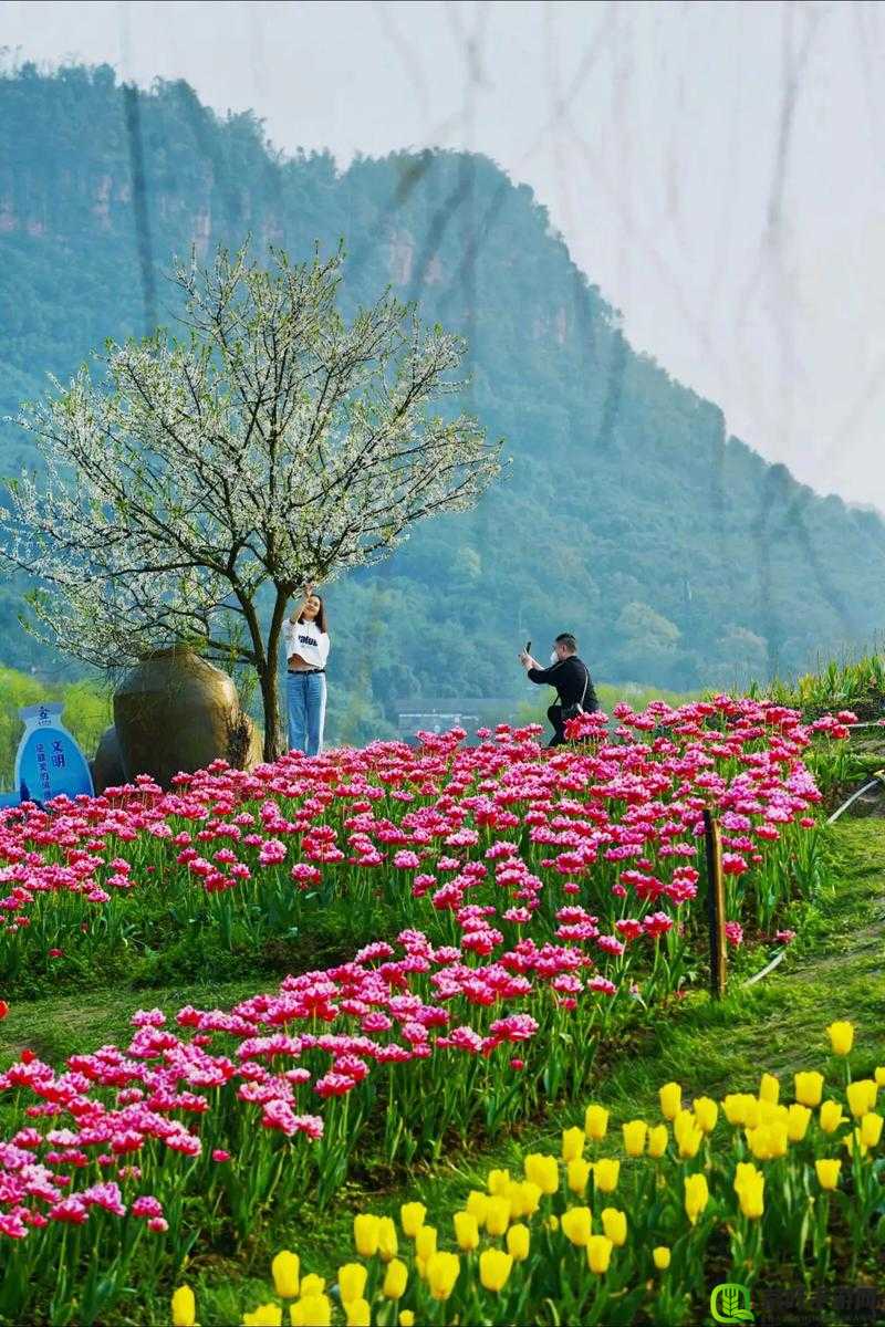 心之月花圃探秘：探索神秘花田的奇幻之旅